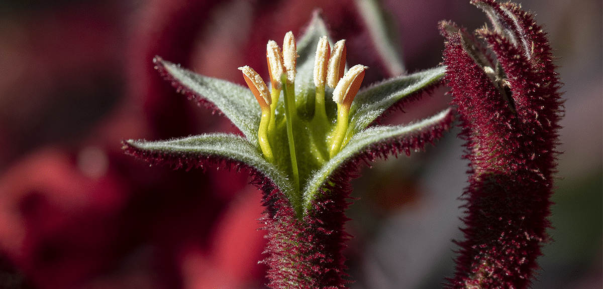 Imagem da flor de pata de canguru, cujo extrato é a base do ativo cosmético Skinectura.